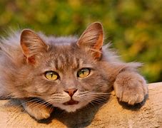 a cat may look at a king